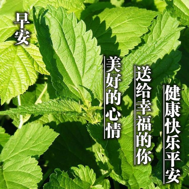 温馨的冬天早上好问候免打字图片 最美的早安正能量