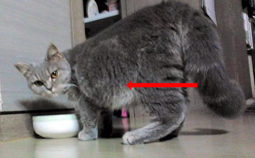 猫咪肚子圆鼓鼓,怎么区分是胖还是生病?