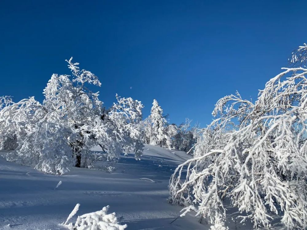 雪落冬至 凤凰诗意