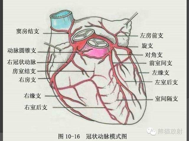 冠状动脉分支解剖左,右冠状动脉介绍心脏系统解剖图作者:花人青