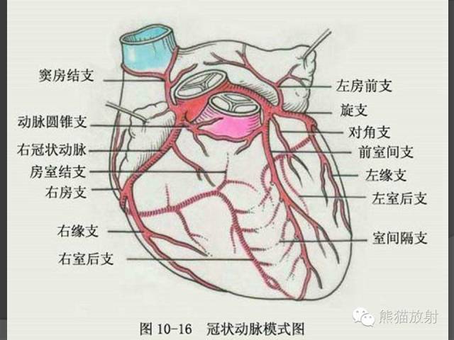冠状动脉系统解剖,cta解剖,分段及中英文名称对照