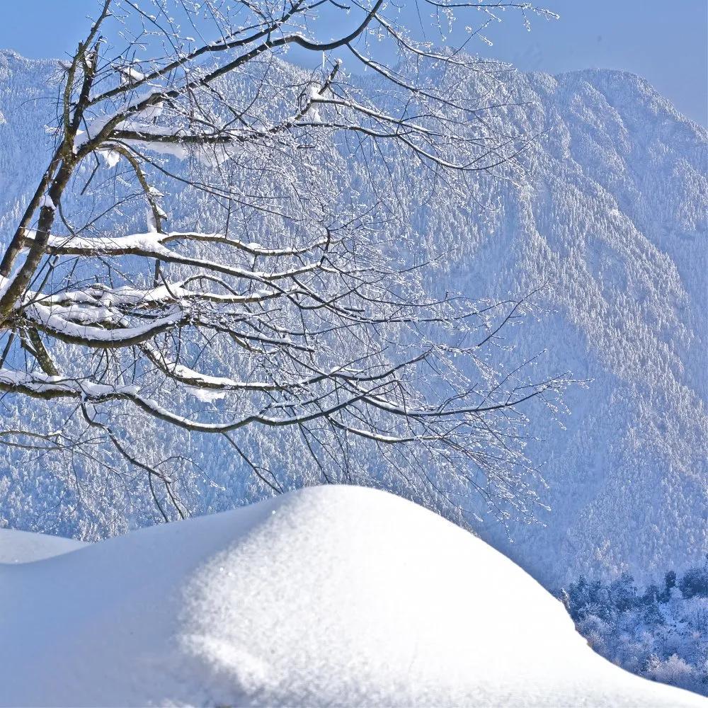 最美的诗配最美的雪,一起来享受黑竹沟醉美雪景!