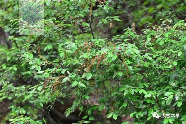 性味功效 《全国中草药汇编》 辛,涩,温. 祛风除湿,活血化瘀.