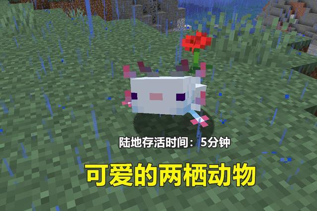 我的世界:20w51a更新,萌宠蝾螈加入,热带鱼"站"起来了