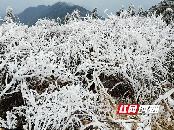 新邵龙山更是银装素裹,雾凇冰花蔚为壮观.