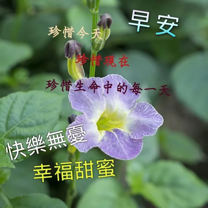 早上祝福语大全 早安图片大全带字