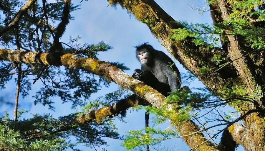 科研人员摸清高黎贡山西坡怒江金丝猴种群数量