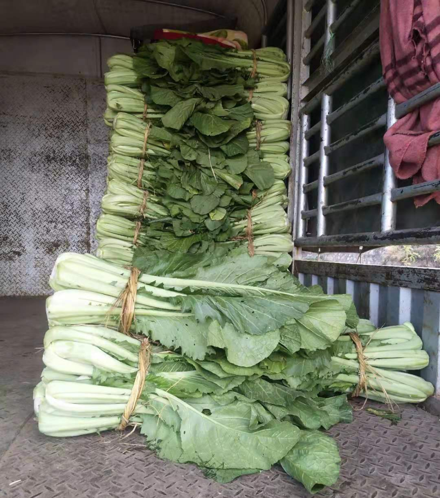 弥渡大青菜被"抢"了!