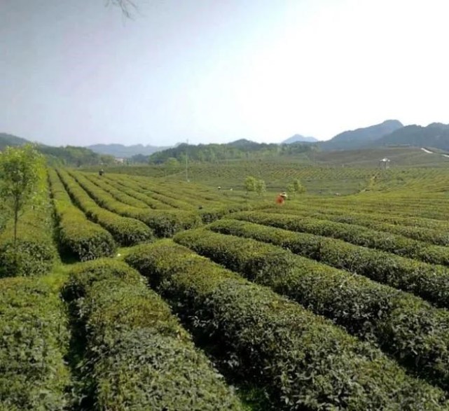 修水县是宁红茶主产区,茶文化园是国家aaa级旅游景区,整个茶文化产业