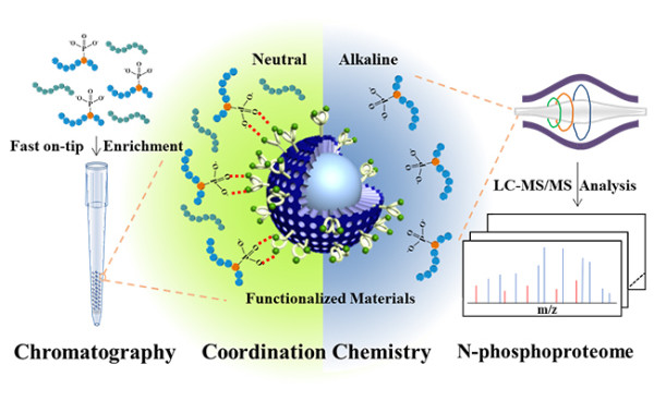 g蛋白结合gdp是被磷酸化吗_蛋白线是蓝色吗(2)