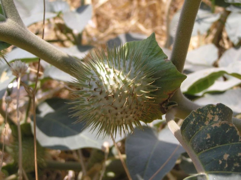 上面是毛曼陀罗的花朵和果实 毛曼陀罗的植株矮小,根茎底部略微木质化