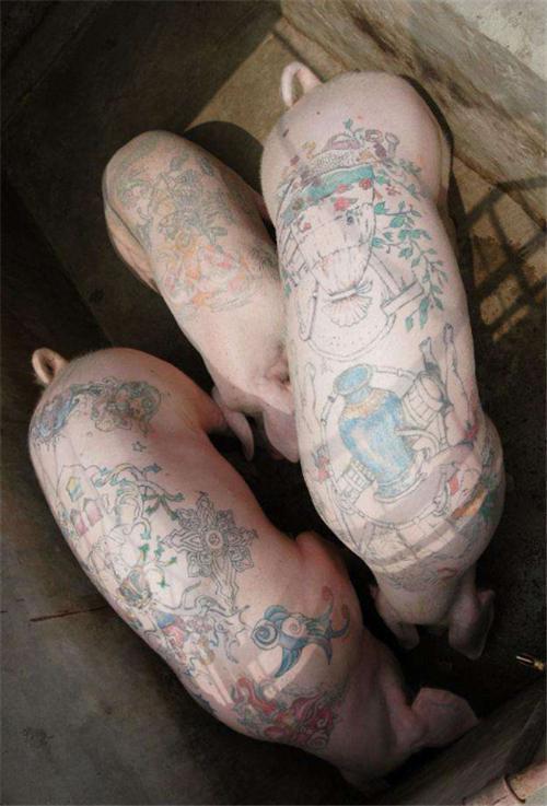 艺术家给猪纹身,一张猪皮卖70多万,被香奈儿买走做成