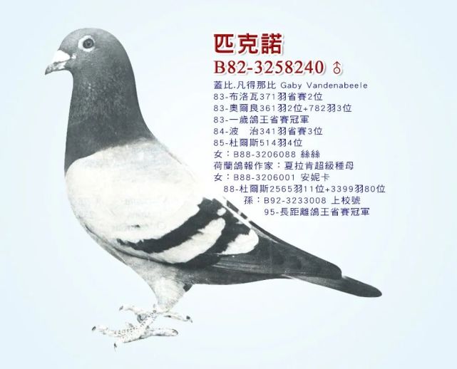 世界铭鸽|盖比 "闪电号" 前世今生