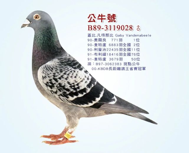 2009-kbdb长距离鸽王省赛冠军 连续在93-94年拿下省鸽王,是 "娇小号"
