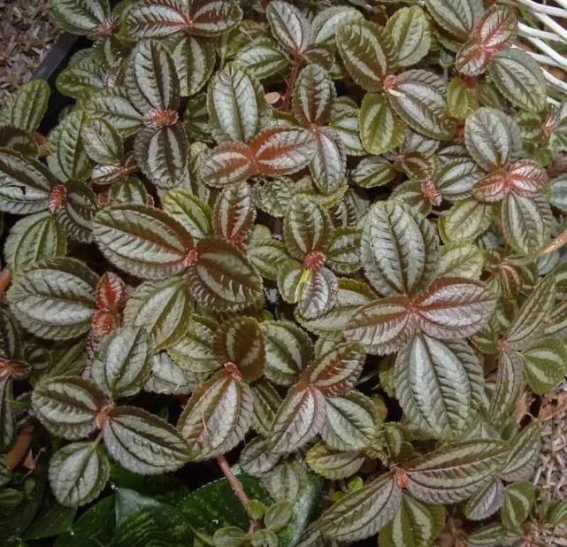 冷水花品种大全,适合种花盆里,在半阴的窗台上也能长好