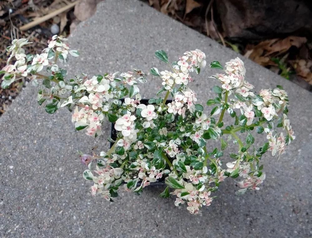 上面是带锦小叶冷水花盆栽