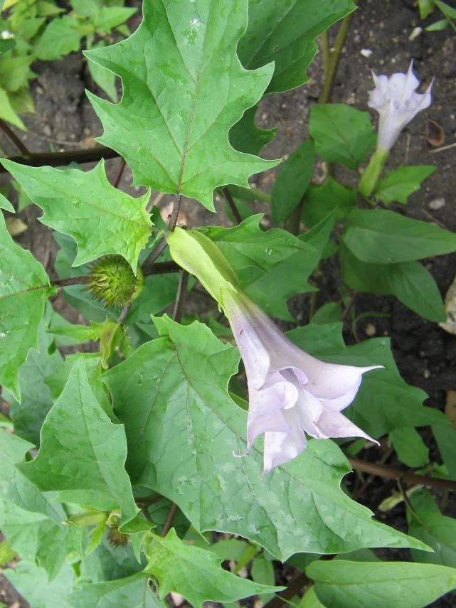 上面是毛曼陀罗的幼苗(datura inoxia)