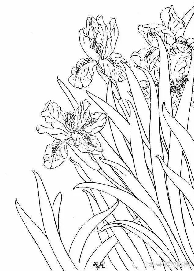 各种常见花卉白描画法教你,收藏起来