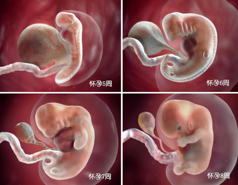 怀孕5周的胎儿只有芝麻那么大,像个小虫子一样,不过发育速度很快.
