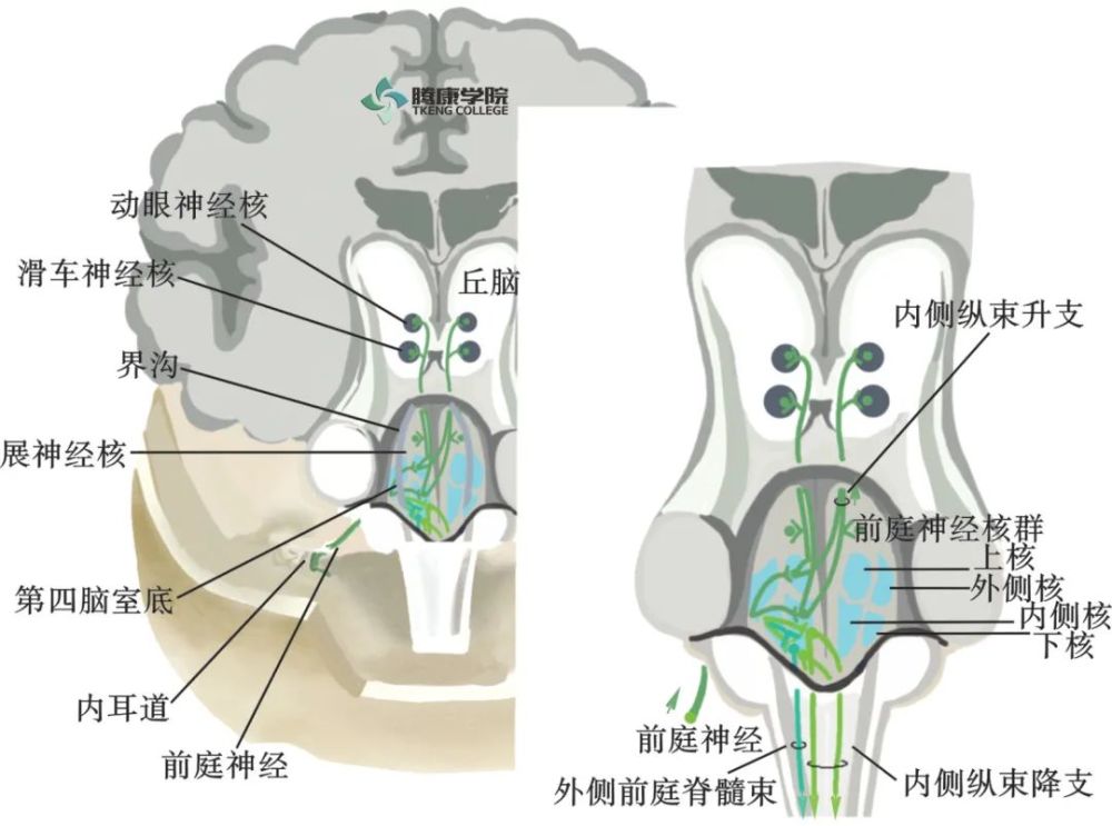 前庭窝神经:前庭神经核,蜗神经核功能:舌前2/3味觉3.