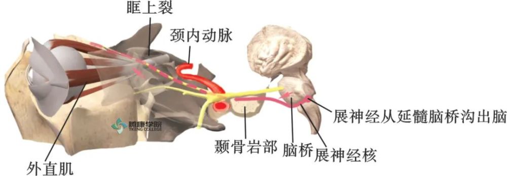 动眼神经:动眼神经核 功能:支配除上斜肌,外直肌以外的眼外肌 2.