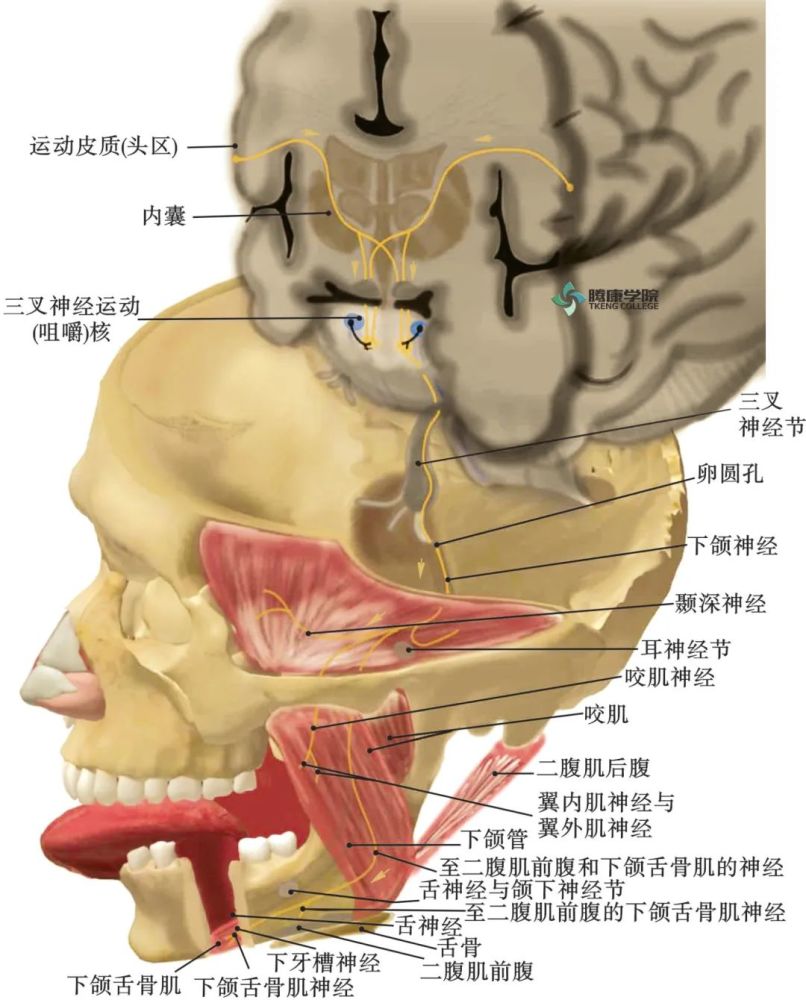 三叉神经:三叉神经运动核 功能:支配咀嚼肌(咬肌,颞肌,翼内肌和翼外肌