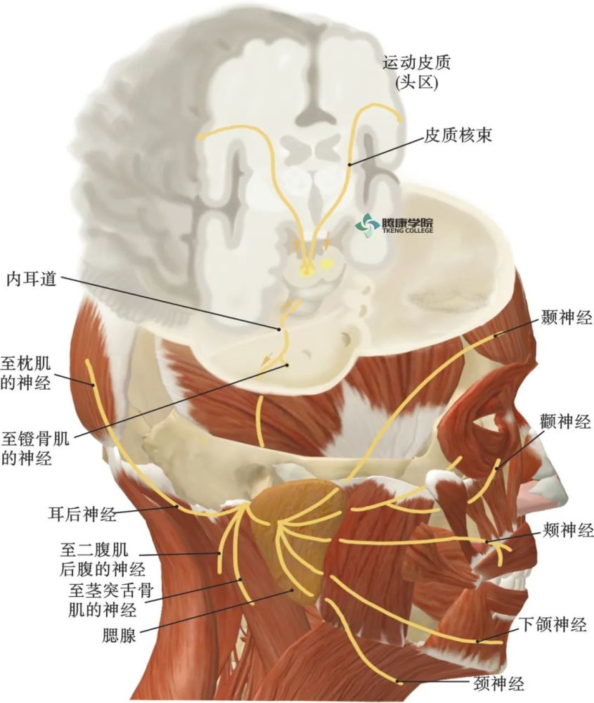 神经运动核 功能:支配咀嚼肌(咬肌,颞肌,翼内肌和翼外肌)鼓膜张肌,腭