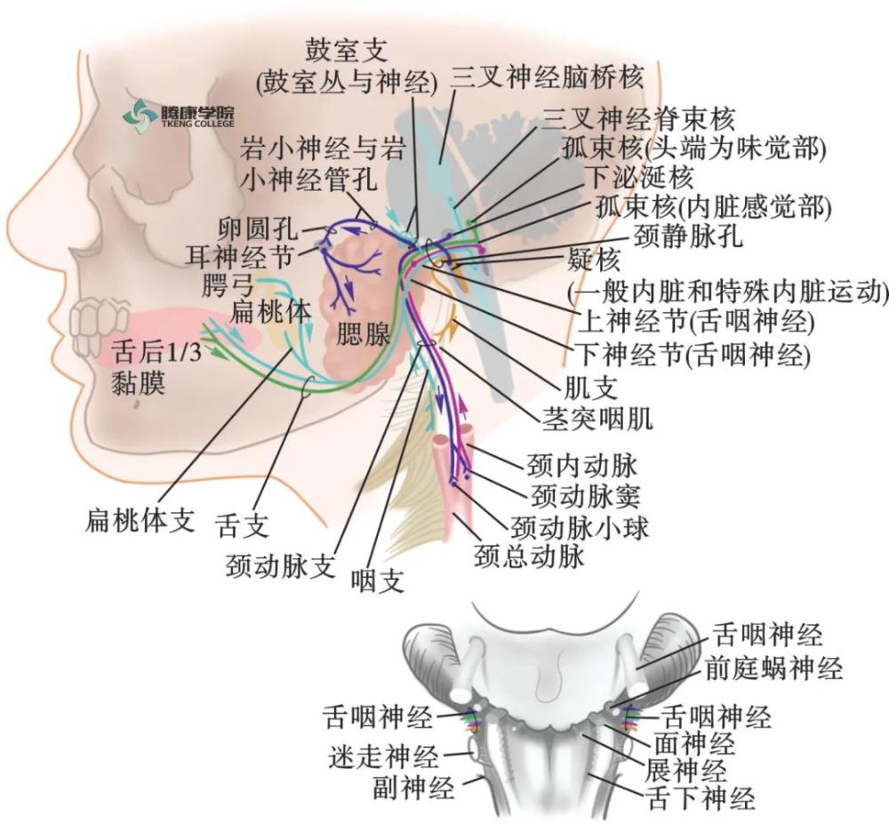 三叉神经:三叉神经运动核 功能:支配咀嚼肌(咬肌,颞肌,翼内肌和翼外肌