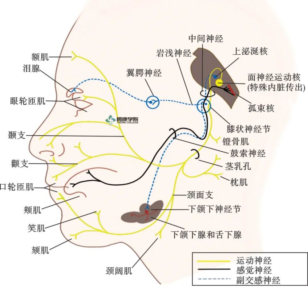 副神经:副神经核 功能:支配胸锁乳突肌和斜方肌 06 副交感运动纤维