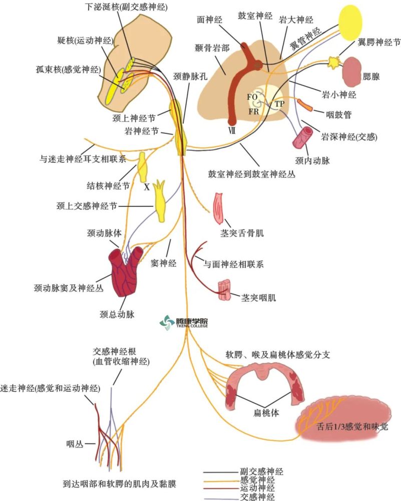 脑神经的纤维成分,核团及功能