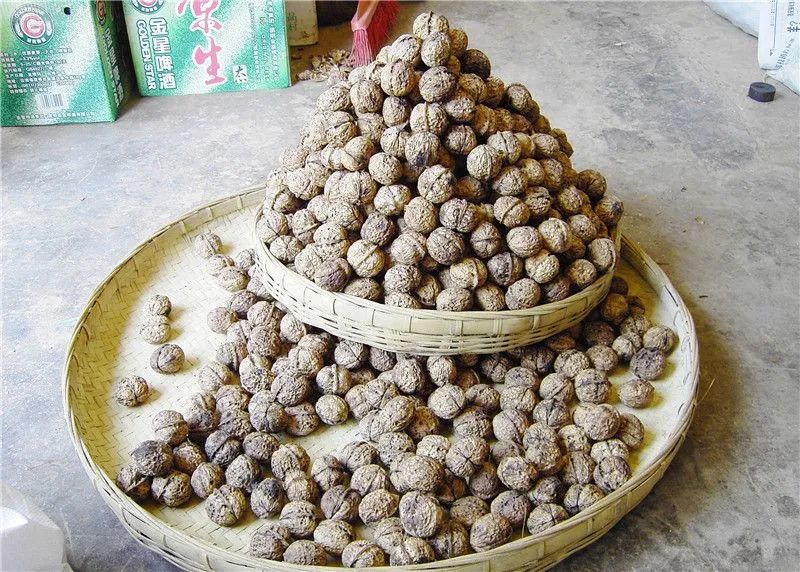 (镇沅特色物产—核桃)