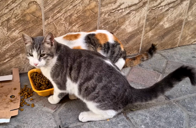 三花猫每天蹲在女子车上等待,一起上楼却不进屋,只给狸花猫分食