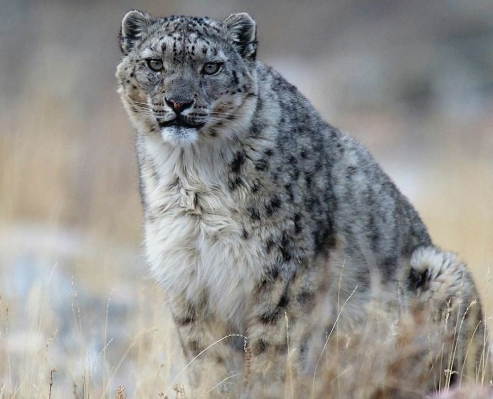 一头羊一匹马成语疯狂猜成语一个多一横(3)