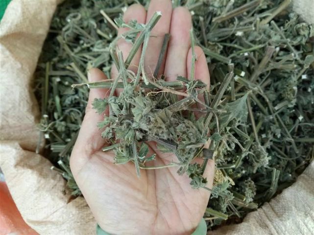 此草有猪臭味,农民常当害草除掉,我告诉你它价值,还请