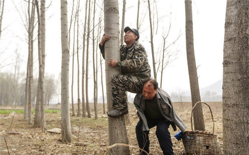 一个双目失明一个没双臂他们却结伴种树15年把荒滩变成绿洲