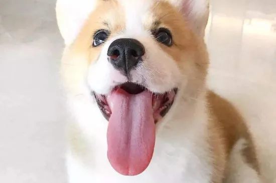 为什么狗狗的舌头那么长?