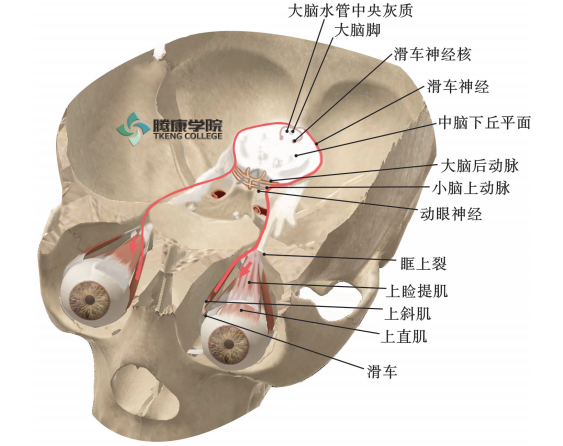 运动与自主神经 04 滑车神经 运动神经 05 三叉神经 混合神经 06照 