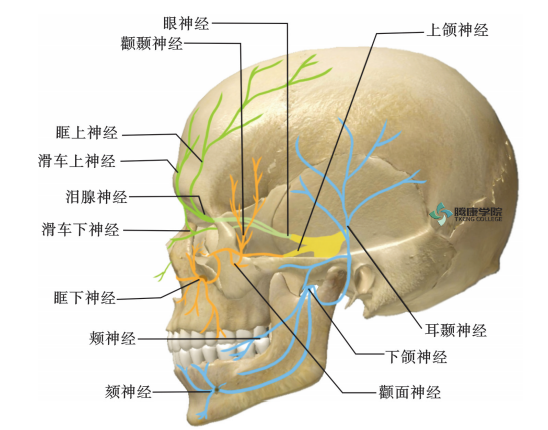损伤表现:半边脸会出现感觉迟钝或神经痛,角膜反射丧失,咀嚼肌功能