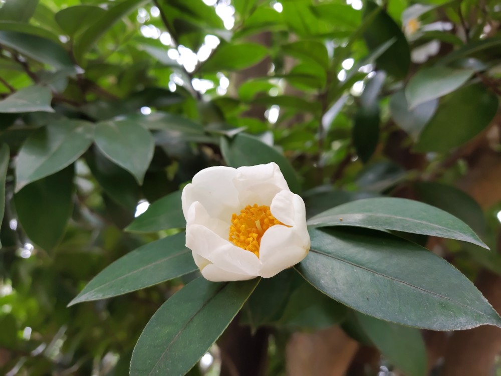野山茶花美丽绽放深圳冬天里独特风景塘朗山赏花