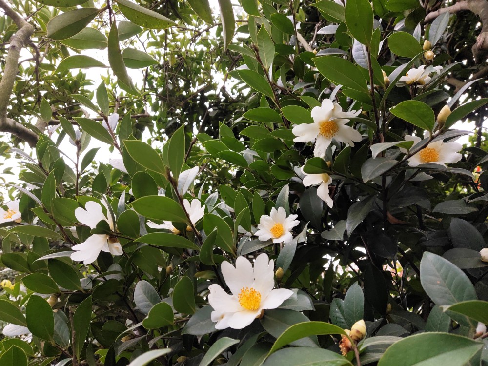 野山茶花美丽绽放,深圳冬天里独特风景-塘朗山赏花.