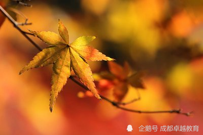 成语一叶知什么_成语故事简笔画