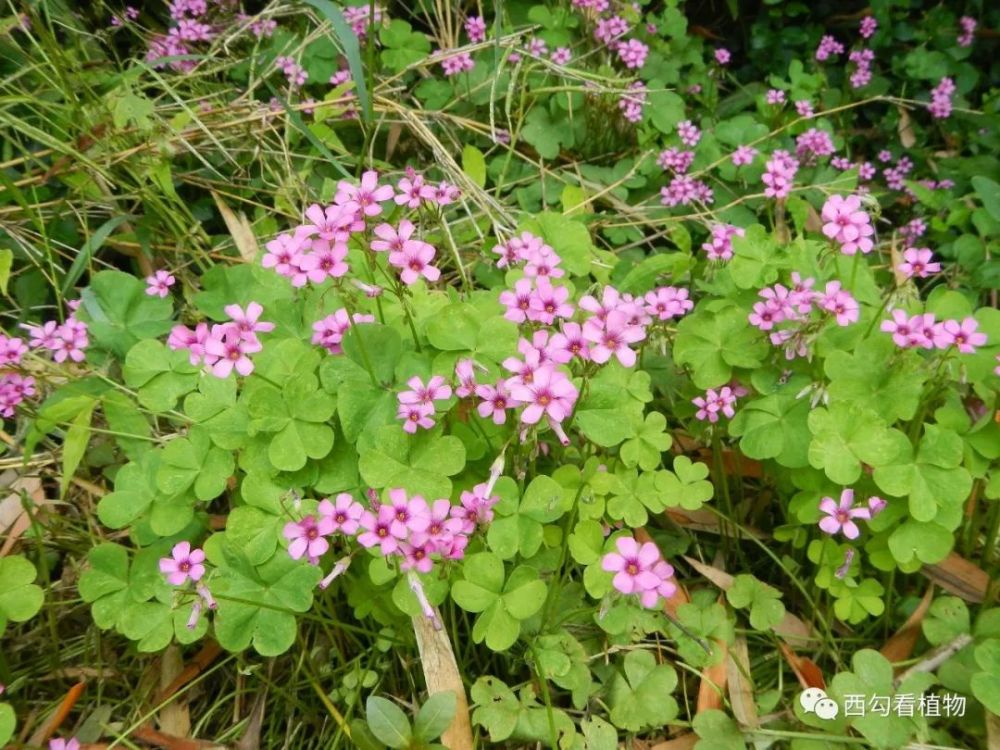 关节酢浆草 oxalis articulata