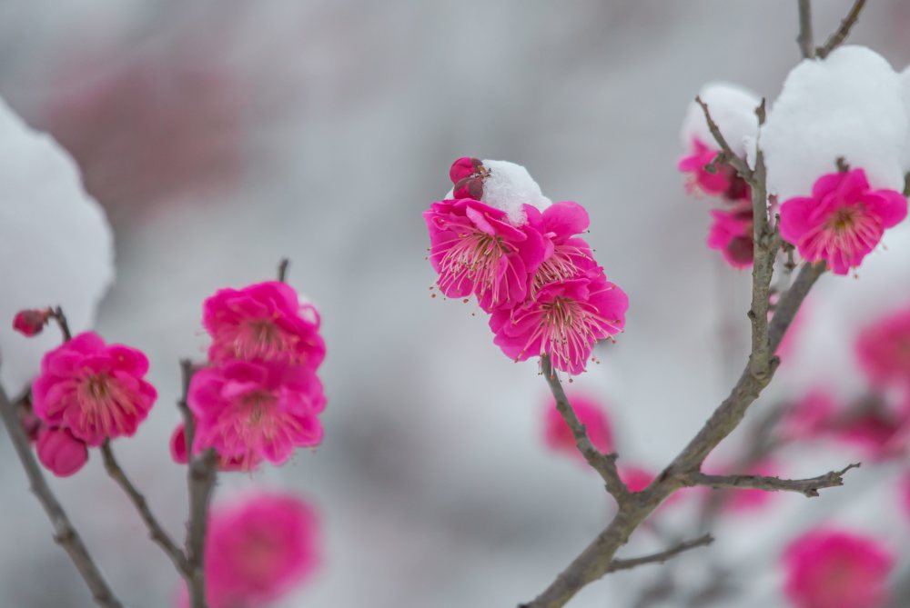 冬季梅花美图