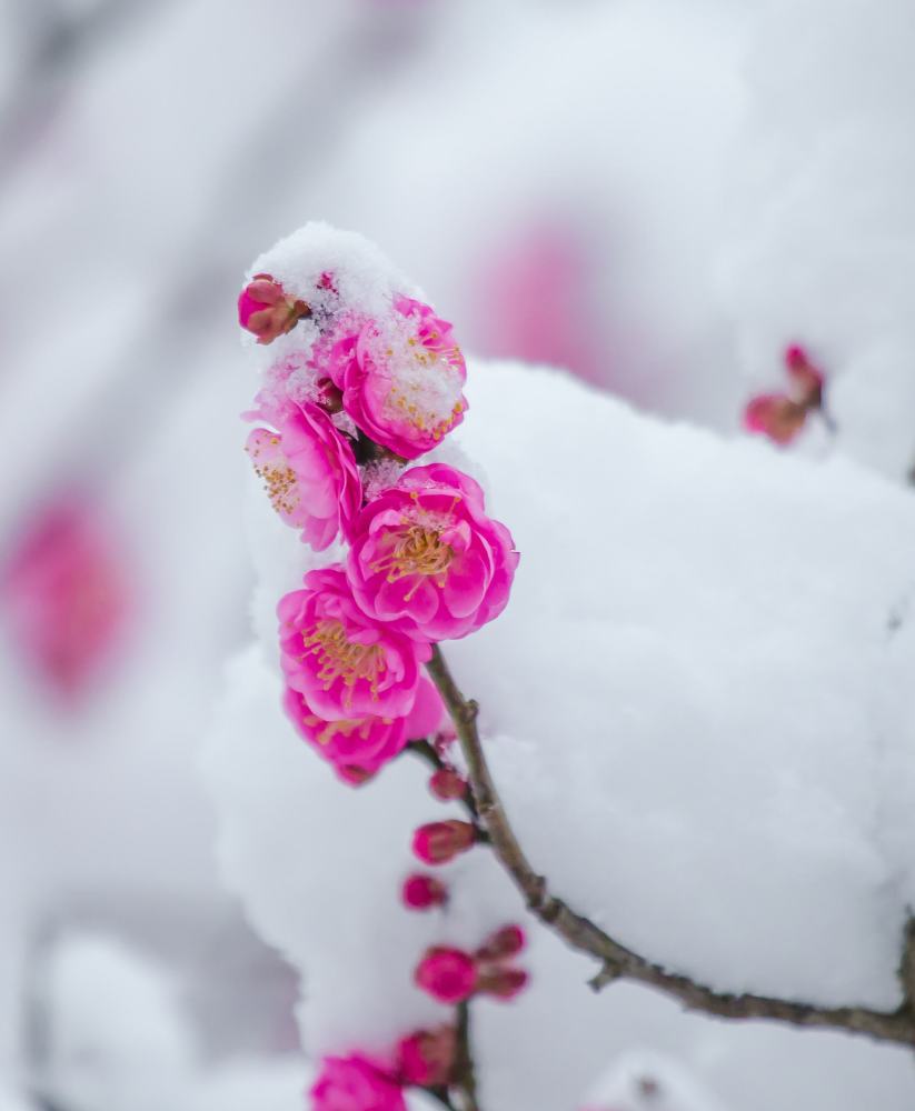 冬季梅花美图