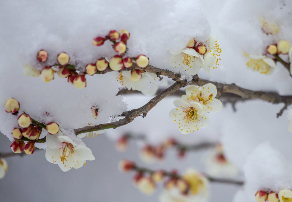 冬季梅花美图