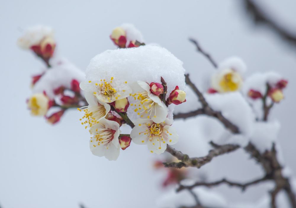 冬季梅花美图