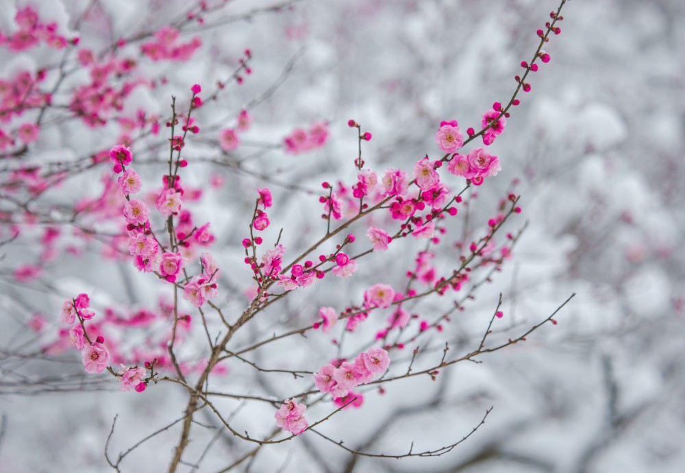 冬季梅花美图