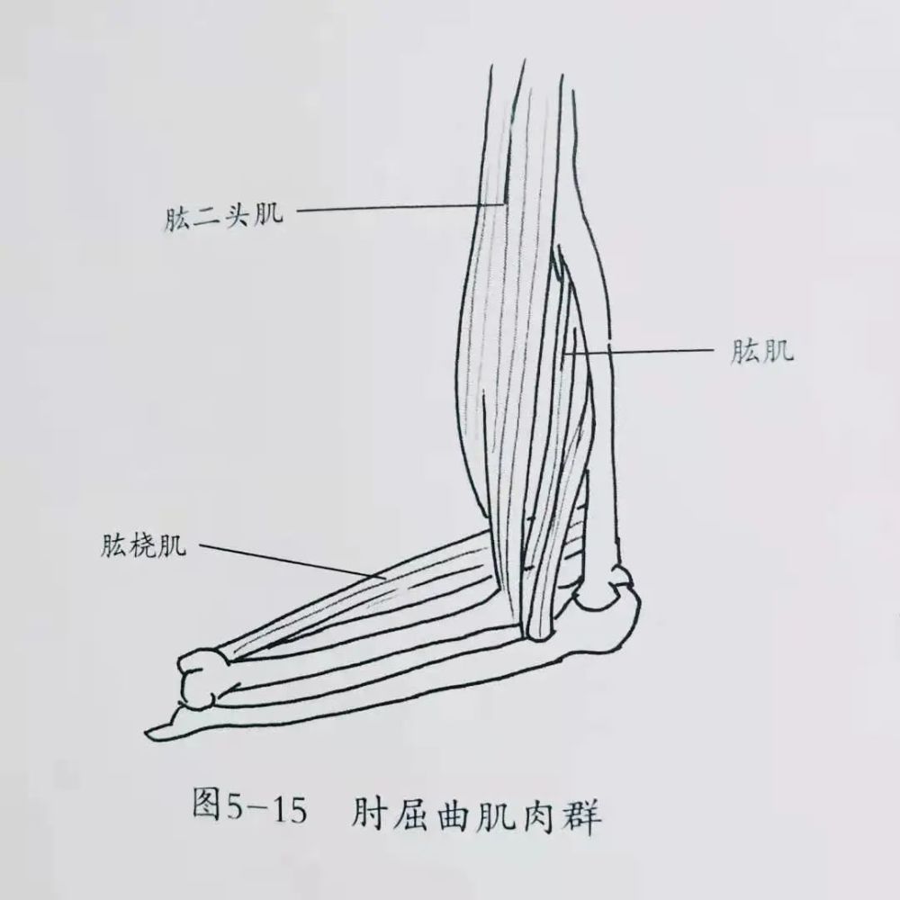 肱桡肌:起于肱骨外上髁上缘的近端1/3,外侧肌间隔.