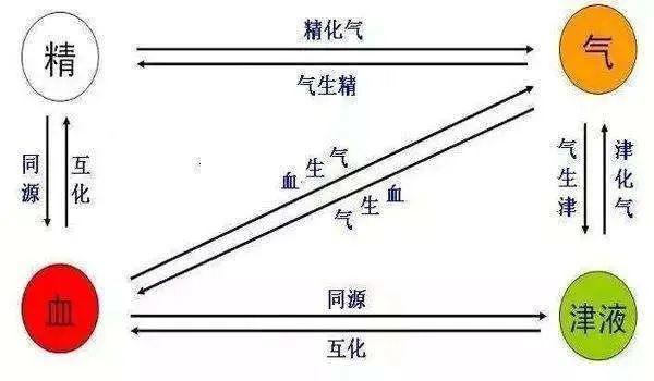 3,精血津液的关系 (1)精血同源:精可化血,血以养精.