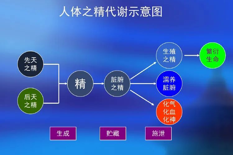 中医学人体基本物质精气血津液神